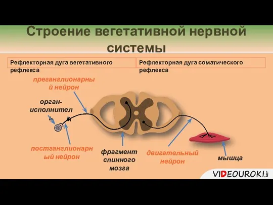 Строение вегетативной нервной системы двигательный нейрон фрагмент спинного мозга мышца преганглионарный нейрон