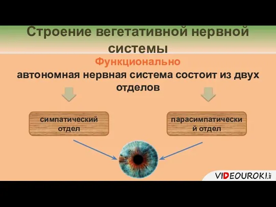 Строение вегетативной нервной системы симпатический отдел парасимпатический отдел Функционально автономная нервная система состоит из двух отделов