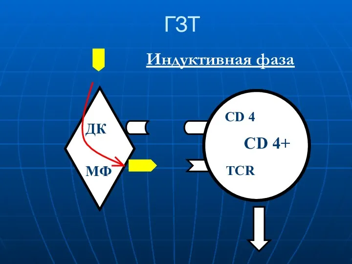 ГЗТ Индуктивная фаза ДК МФ CD 4 CD 4+ TCR