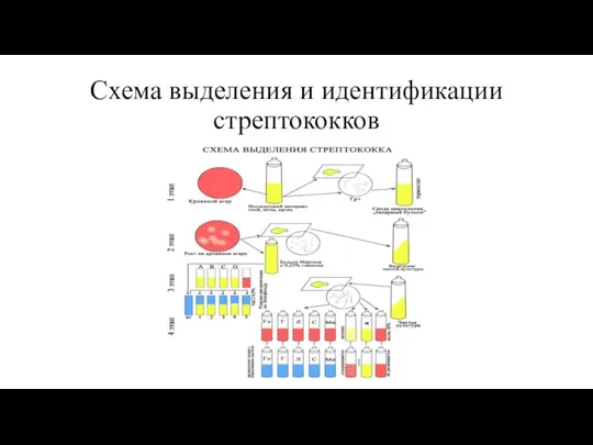 Схема выделения и идентификации стрептококков