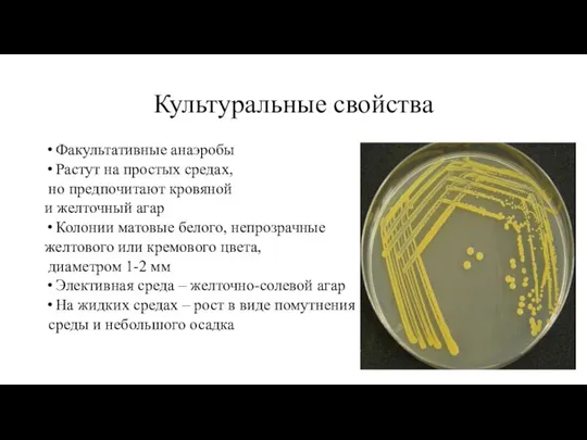 Культуральные свойства Факультативные анаэробы Растут на простых средах, но предпочитают кровяной и