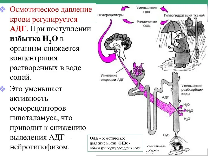 Осмотическое давление крови регулируется АДГ. При поступлении избытка Н2О в организм снижается