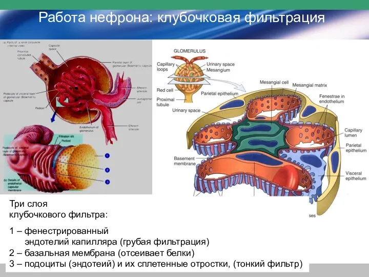 Три слоя клубочкового фильтра: 1 – фенестрированный эндотелий капилляра (грубая фильтрация) 2