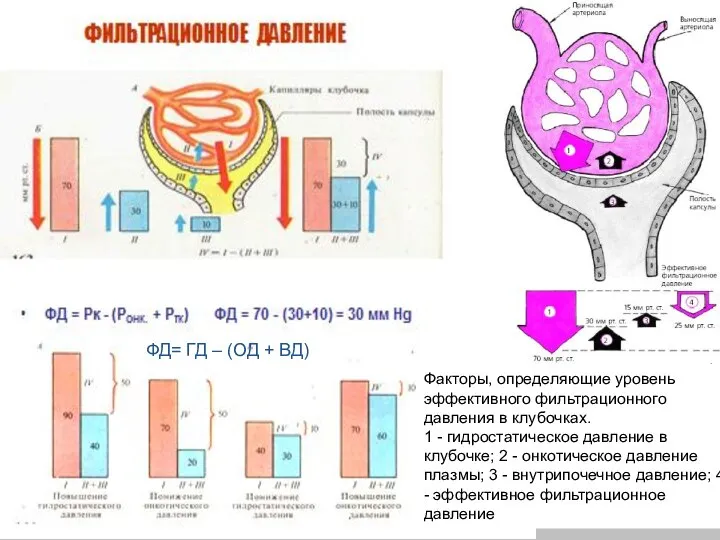 Факторы, определяющие уровень эффективного фильтрационного давления в клубочках. 1 - гидростатическое давление