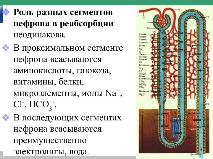 Роль разных сегментов нефрона в реабсорбции неодинакова. В проксимальном сегменте нефрона всасываются