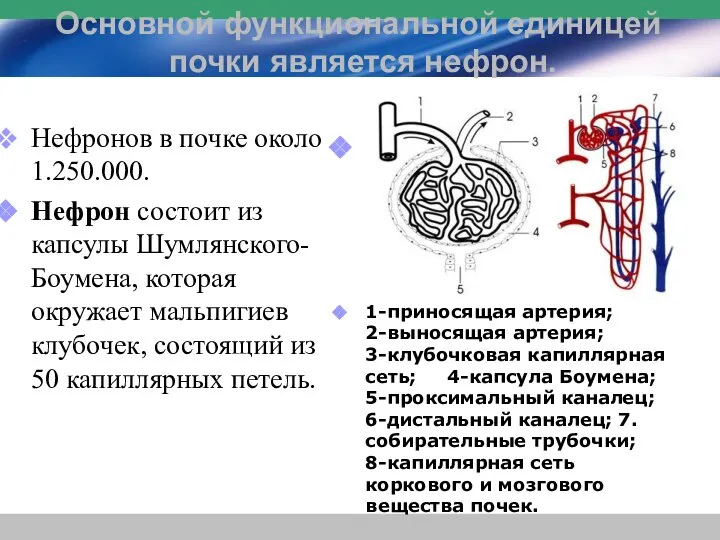 Нефронов в почке около 1.250.000. Нефрон состоит из капсулы Шумлянского-Боумена, которая окружает