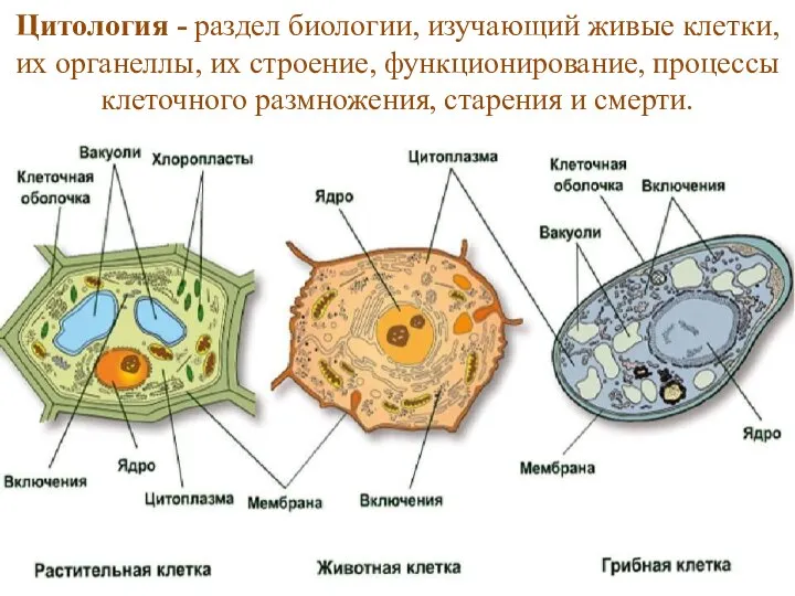 Цитология - раздел биологии, изучающий живые клетки, их органеллы, их строение, функционирование,