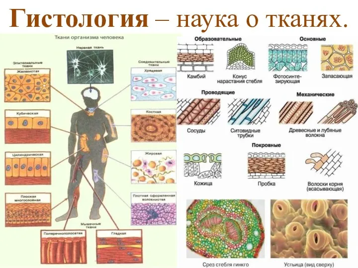 Гистология – наука о тканях.