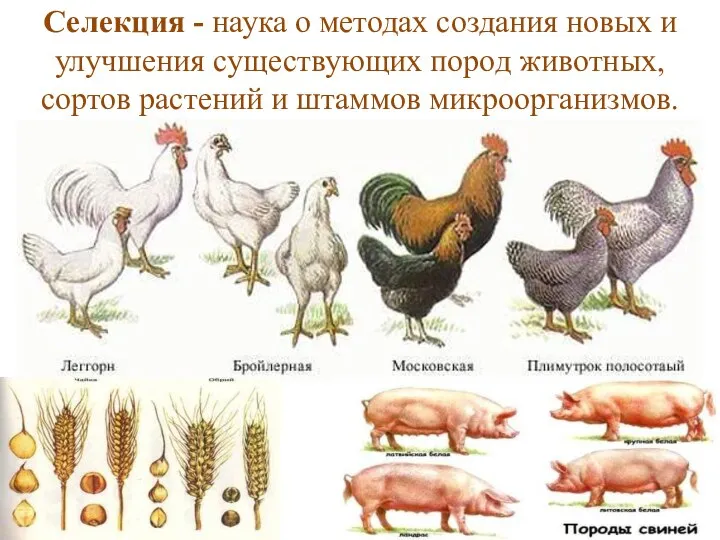 Селекция - наука о методах создания новых и улучшения существующих пород животных,