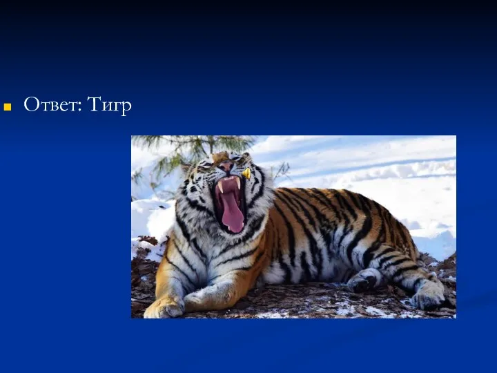 Ответ: Тигр