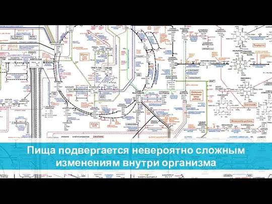 Пища подвергается невероятно сложным изменениям внутри организма