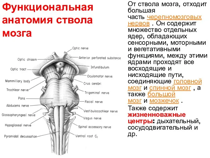 От ствола мозга, отходит большая часть черепномозговых нервов . Он содержит множество