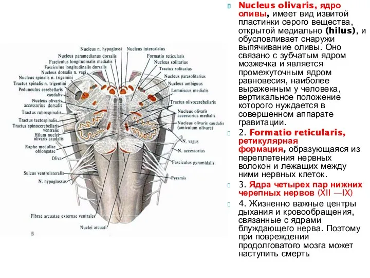 Nucleus olivaris, ядро оливы, имеет вид извитой пластинки серого вещества, открытой медиально