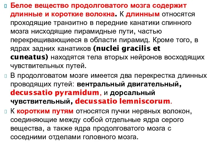 Белое вещество продолговатого мозга содержит длинные и короткие волокна. К длинным относятся