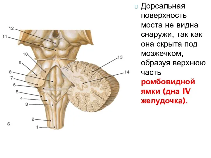 Дорсальная поверхность моста не видна снаружи, так как она скрыта под мозжечком,