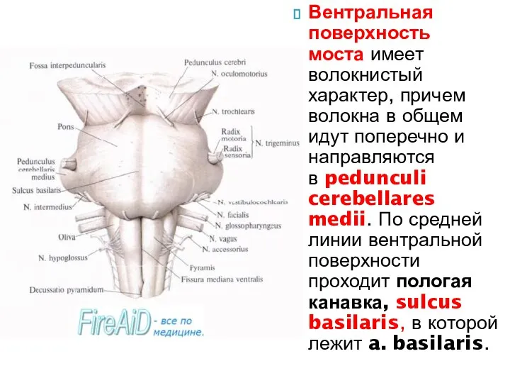 Вентральная поверхность моста имеет волокнистый характер, причем волокна в общем идут поперечно