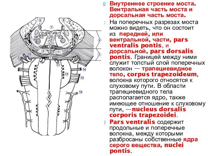 Внутреннее строение моста. Вентральная часть моста и дорсальная часть моста. На поперечных