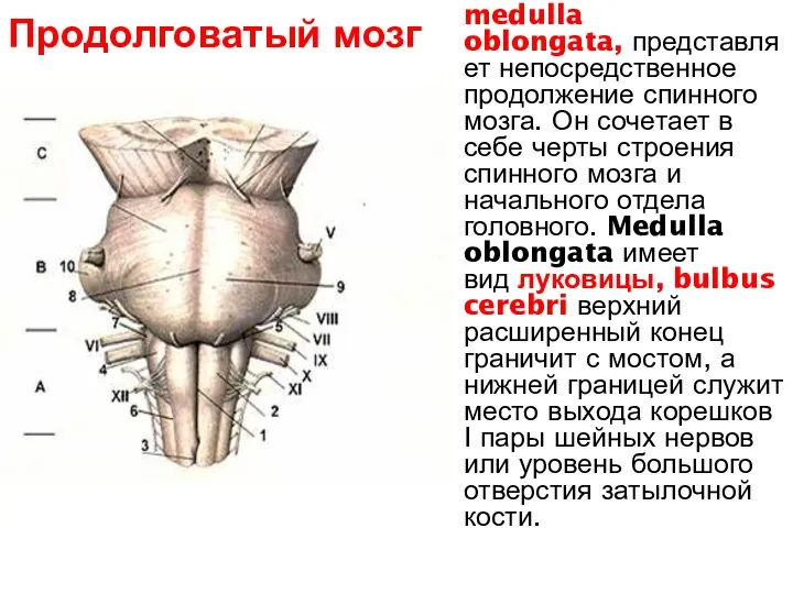 medulla oblongata, представляет непосредственное продолжение спинного мозга. Он сочетает в себе черты