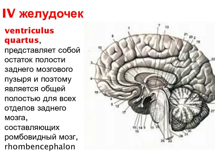 ventriculus quartus, представляет собой остаток полости заднего мозгового пузыря и поэтому является