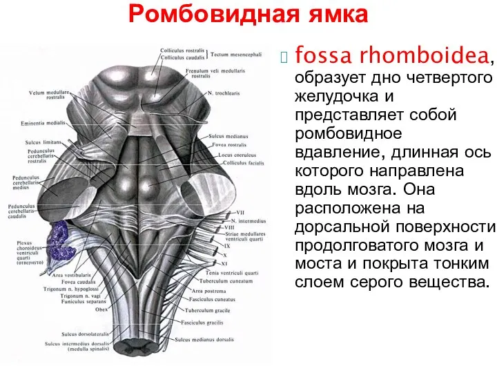 fossa rhomboidea, образует дно четвертого желудочка и представляет собой ромбовидное вдавление, длинная