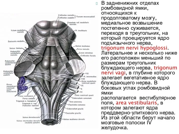 В задненижних отделах ромбовидной ямки, относящихся к продолговатому мозгу, медиальное возвышение постепенно