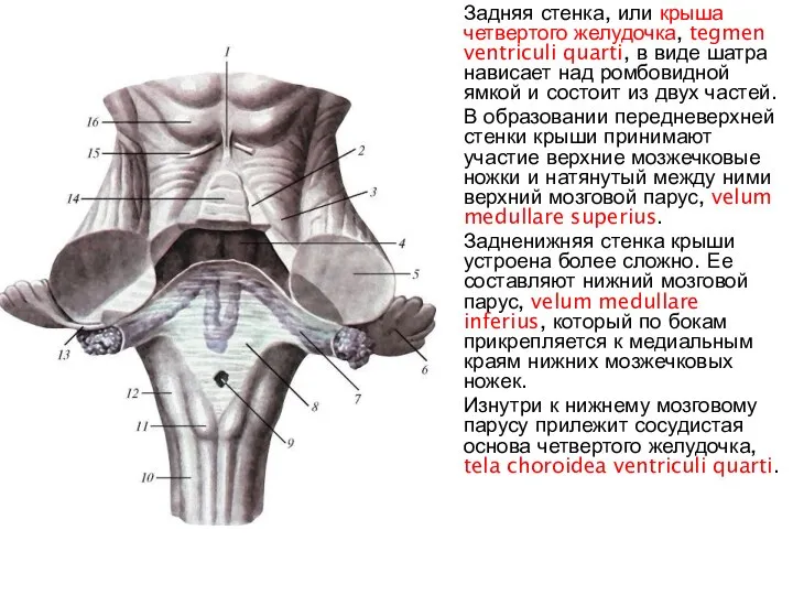 Задняя стенка, или крыша четвертого желудочка, tegmen ventriculi quarti, в виде шатра