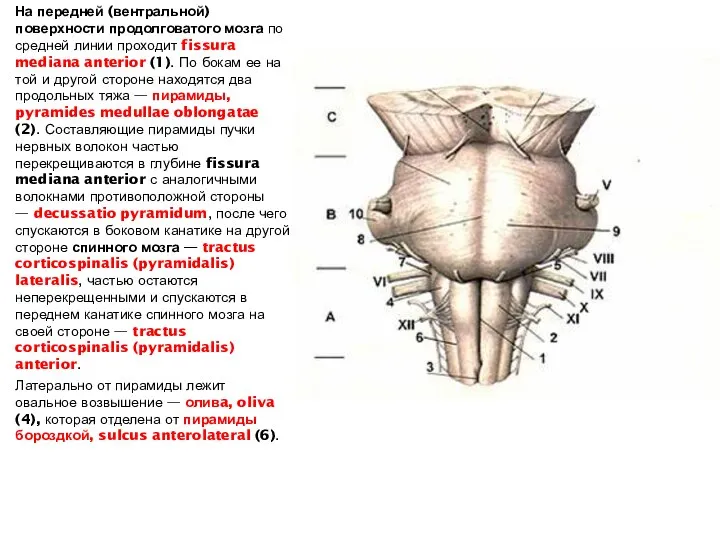 На передней (вентральной) поверхности продолговатого мозга по средней линии проходит fissura mediana