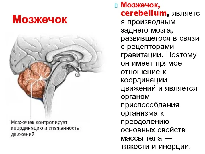 Мозжечок, cerebellum, является производным заднего мозга, развившегося в связи с рецепторами гравитации.