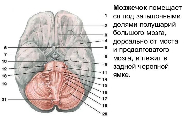 Мозжечок помещается под затылочными долями полушарий большого мозга, дорсально от моста и