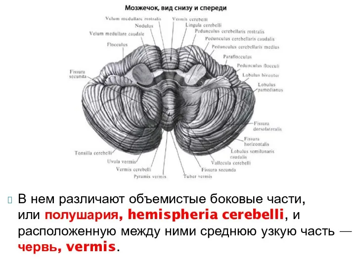 В нем различают объемистые боковые части, или полушария, hemispheria cerebelli, и расположенную