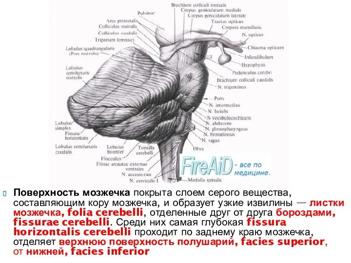 Поверхность мозжечка покрыта слоем серого вещества, составляющим кору мозжечка, и образует узкие