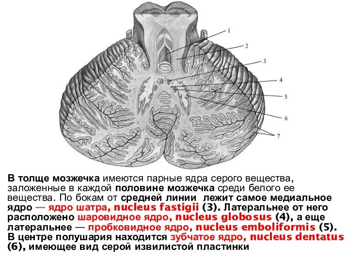 В толще мозжечка имеются парные ядра серого вещества, заложенные в каждой половине