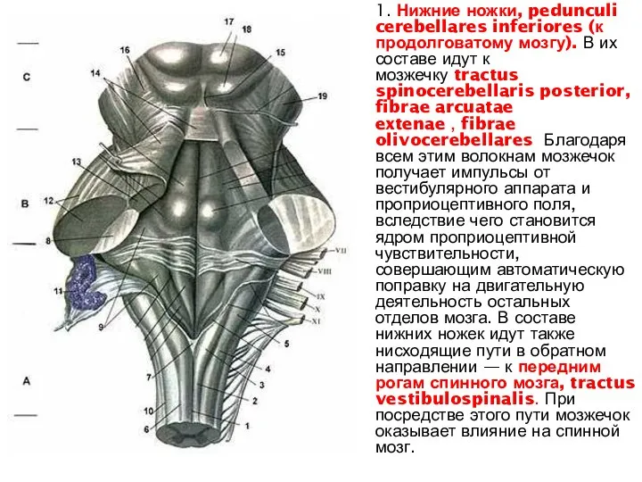 1. Нижние ножки, pedunculi cerebellares inferiores (к продолговатому мозгу). В их составе