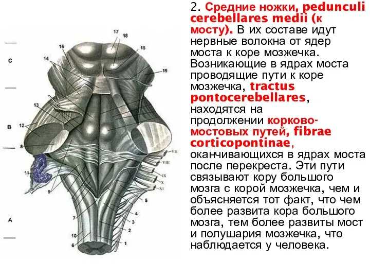 2. Средние ножки, pedunculi cerebellares medii (к мосту). В их составе идут