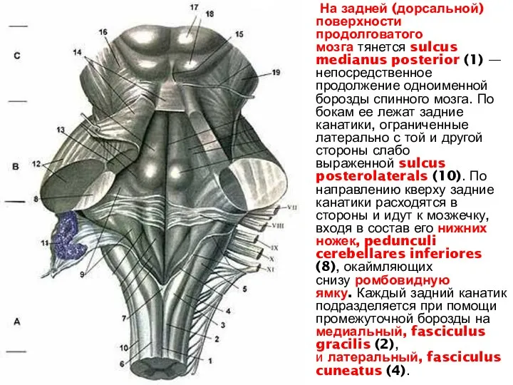 На задней (дорсальной) поверхности продолговатого мозга тянется sulcus medianus posterior (1) —