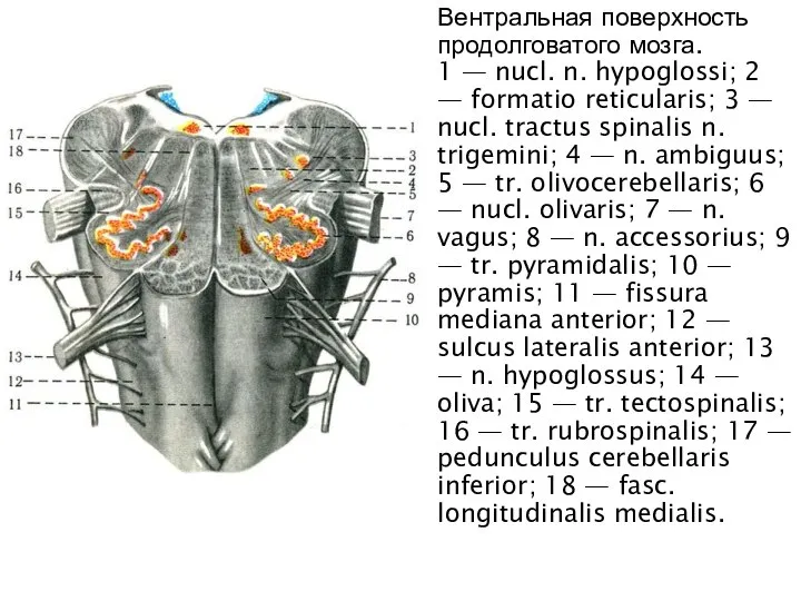 Вентральная поверхность продолговатого мозга. 1 — nucl. n. hypoglossi; 2 — formatio
