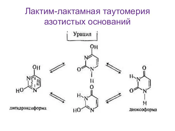 Лактим-лактамная таутомерия азотистых оснований