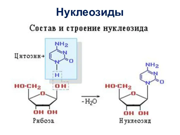 Нуклеозиды