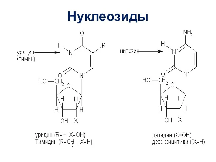 Нуклеозиды