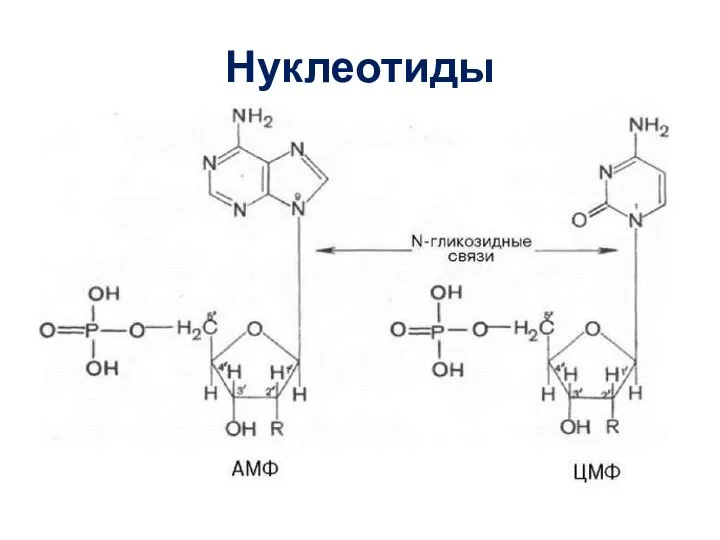 Нуклеотиды