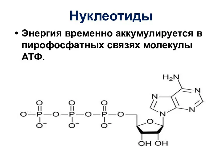 Нуклеотиды Энергия временно аккумулируется в пирофосфатных связях молекулы АТФ.