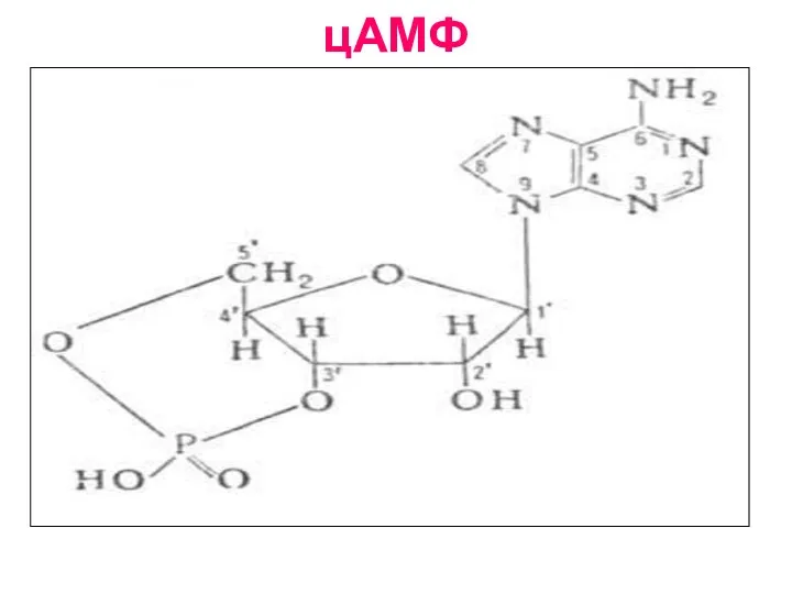 цАМФ