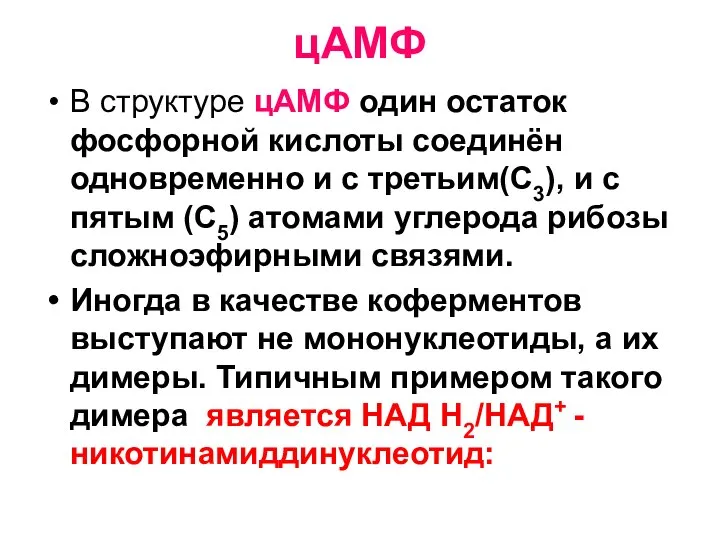 цАМФ В структуре цАМФ один остаток фосфорной кислоты соединён одновременно и с