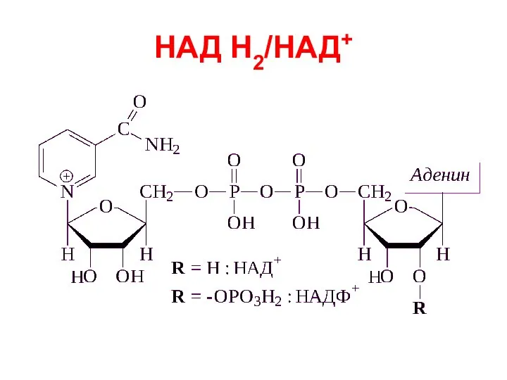 НАД Н2/НАД+