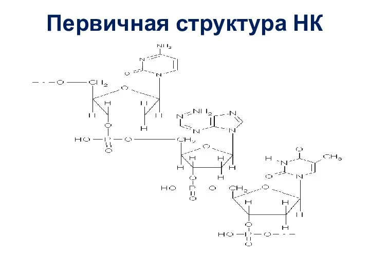 Первичная структура НК