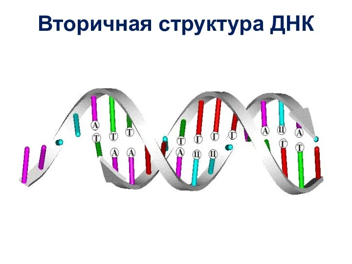 Вторичная структура ДНК