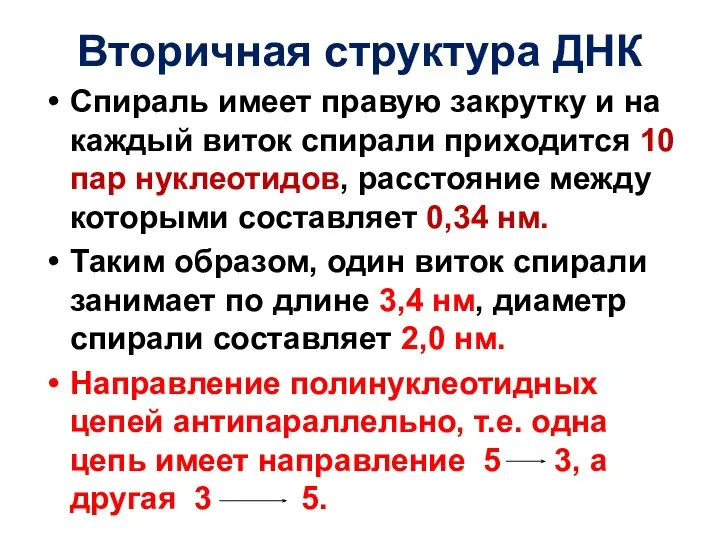 Вторичная структура ДНК Спираль имеет правую закрутку и на каждый виток спирали