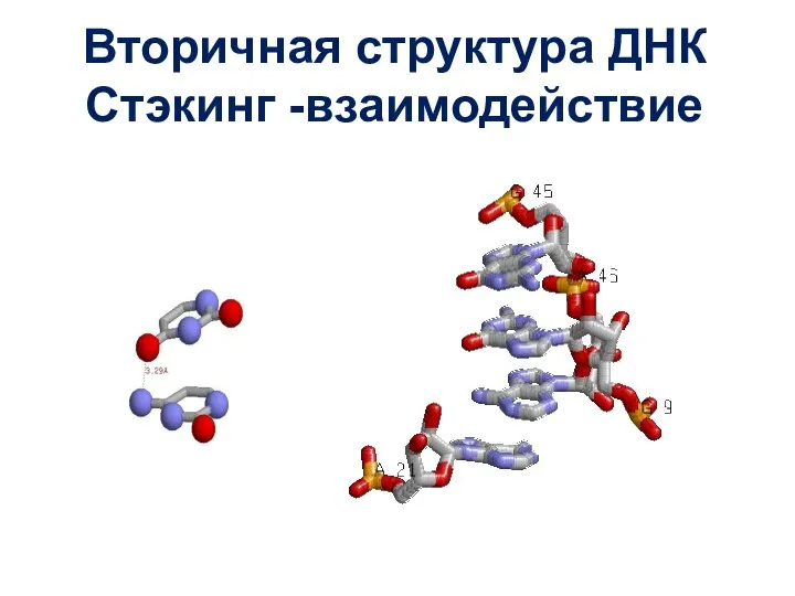 Вторичная структура ДНК Стэкинг -взаимодействие