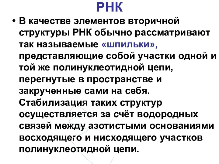 РНК В качестве элементов вторичной структуры РНК обычно рассматривают так называемые «шпильки»,