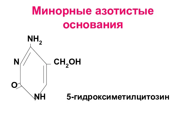 Минорные азотистые основания NH2 N СН2ОН O NH 5-гидроксиметилцитозин